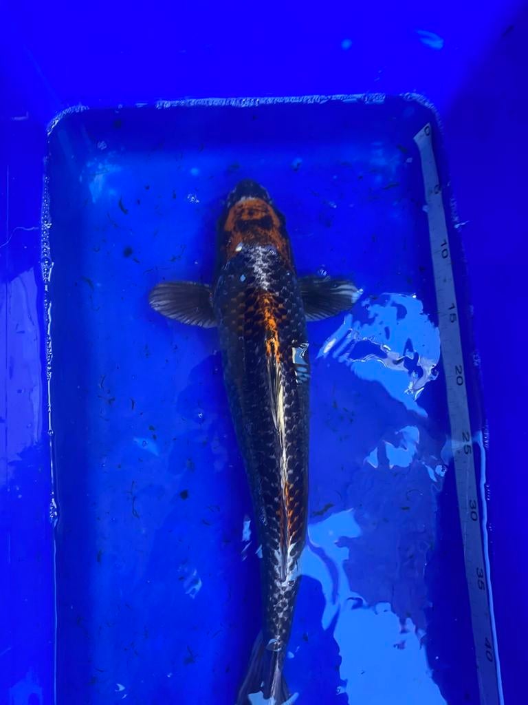 Kogane ochiba sigura, Dieren en Toebehoren, Vissen | Vijvervissen