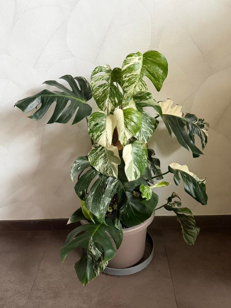Monstera albo variegata, Autres espèces, Enlèvement, 100 à 150 cm, Plante verte