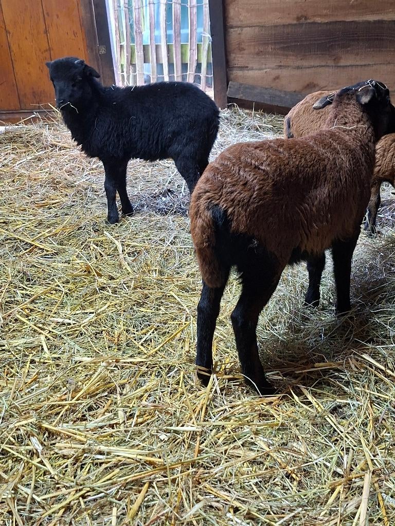 KAMEROENTJES NIET VOOR DE SLACHT, Dieren en Toebehoren, Schapen, Geiten en Varkens, Schaap, Mannelijk, 0 tot 2 jaar