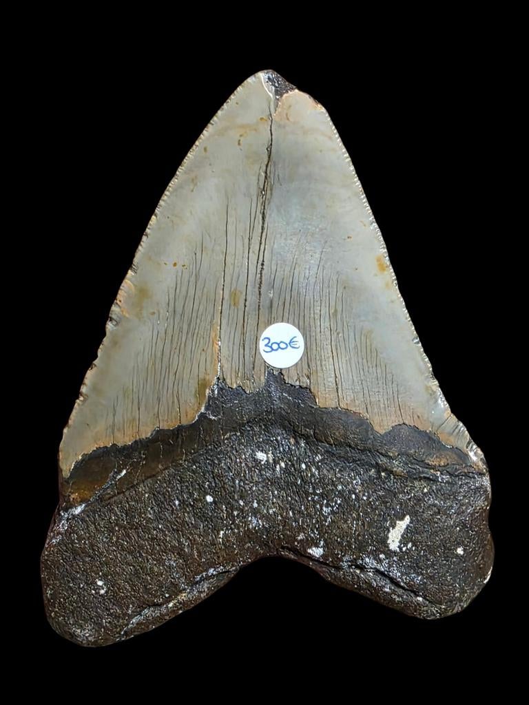 Dent de requin géante Carcharodon Megalodon 13,7 cm 5,42 pou, Collections, Enlèvement ou Envoi, Fossile