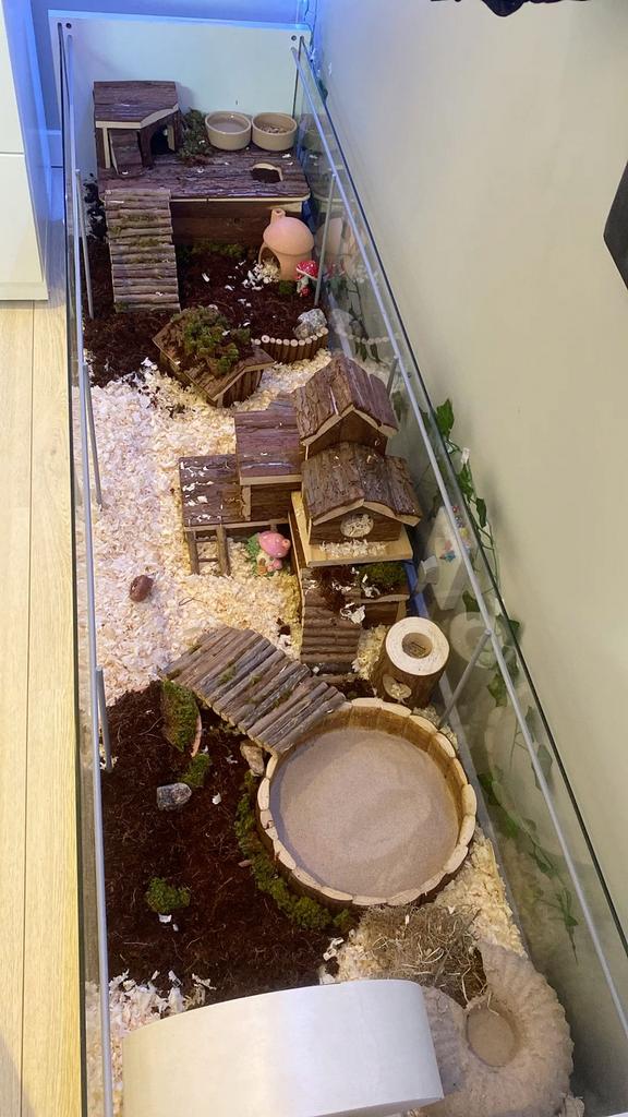 recherches cage hamster, Enlèvement ou Envoi