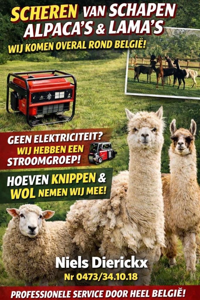 SCHEREN VAN SCHAPEN, ALPACA’S & LAMA’S, Dieren en Toebehoren, Overige Dieren, Mei, Geslacht onbekend