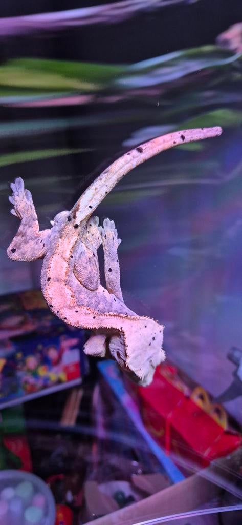 Gecko a crête mâle, Lézard, 0 à 2 ans