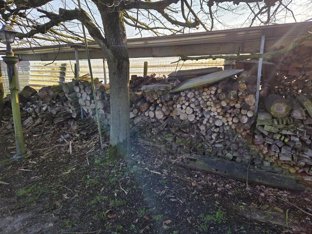 Brandhout beuk, Enlèvement, Hêtre, Troncs d'arbres