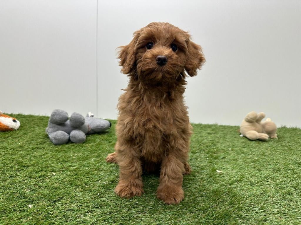 Cavapoo pups, België, 8 tot 15 weken, Parvo, Meerdere