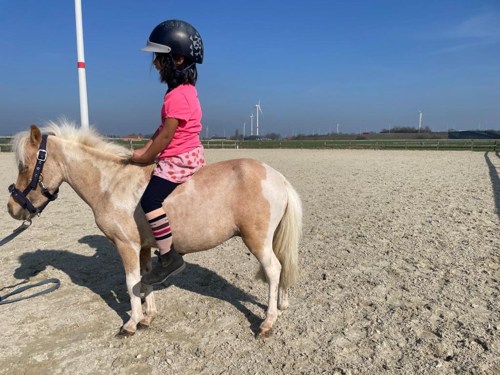 Mini Falabella hengstje palomino heel klein, Hengst, Gechipt, 3 tot 6 jaar