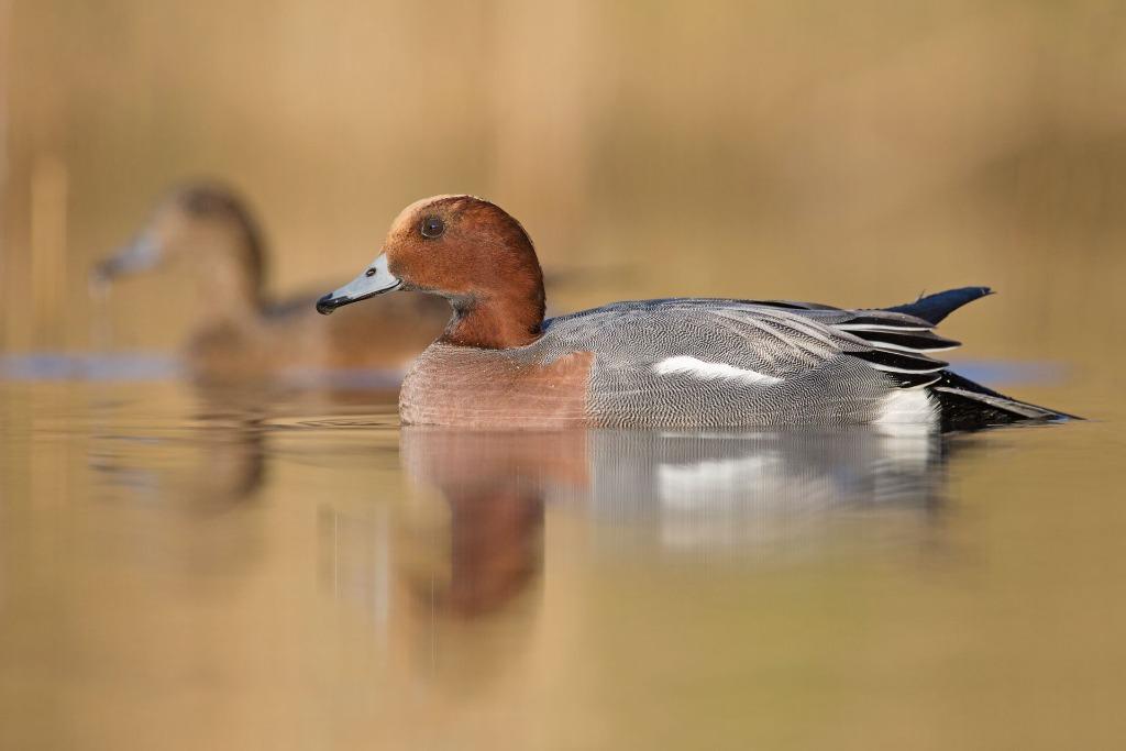 Europese smient - bergeend, Dieren en Toebehoren, Pluimvee, Vrouwelijk, Eend