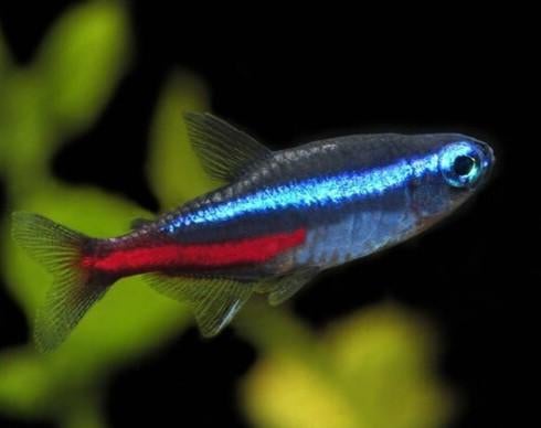 Tetra en barbeel, Vis, Zoetwatervis, Schoolvis