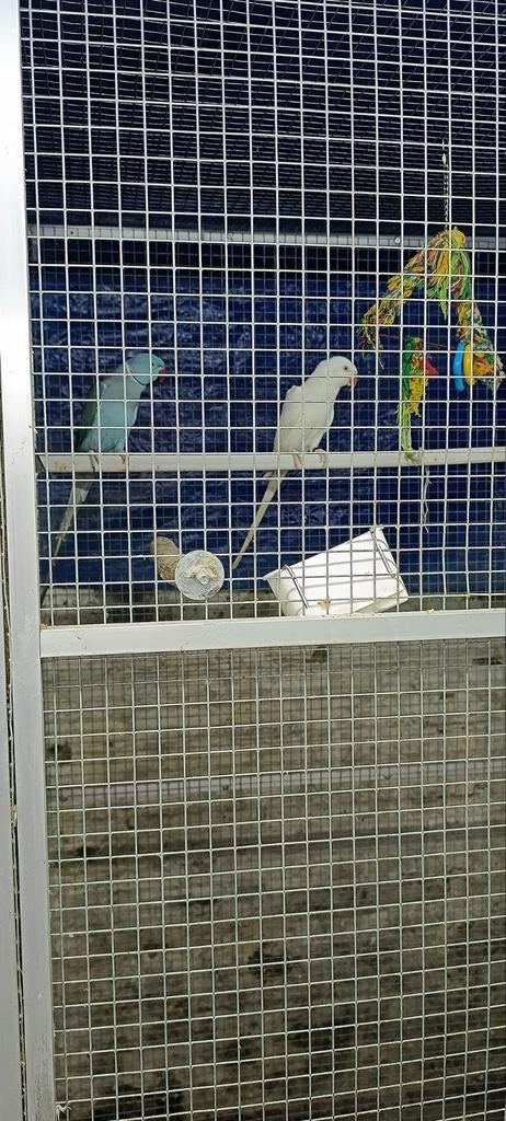 Perruche à collier non apprivoisé mâle ou femelle, Animaux & Accessoires, Oiseaux | Perruches & Perroquets, Perruche