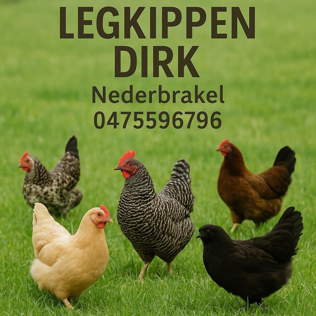 Legkippen Brakel, Dieren en Toebehoren, Pluimvee