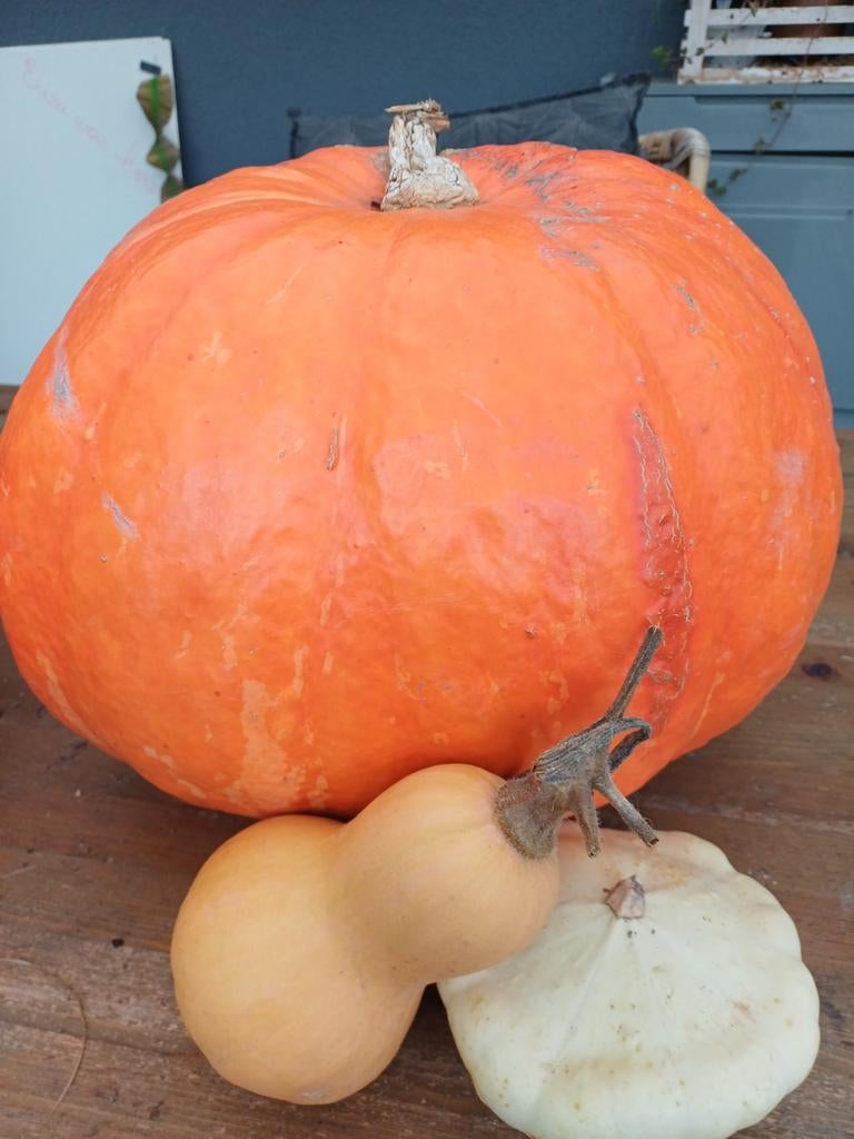 pompoenen bio lokaal goedkoop 0.60 euro per kg, Diversen, Levensmiddelen, Ophalen