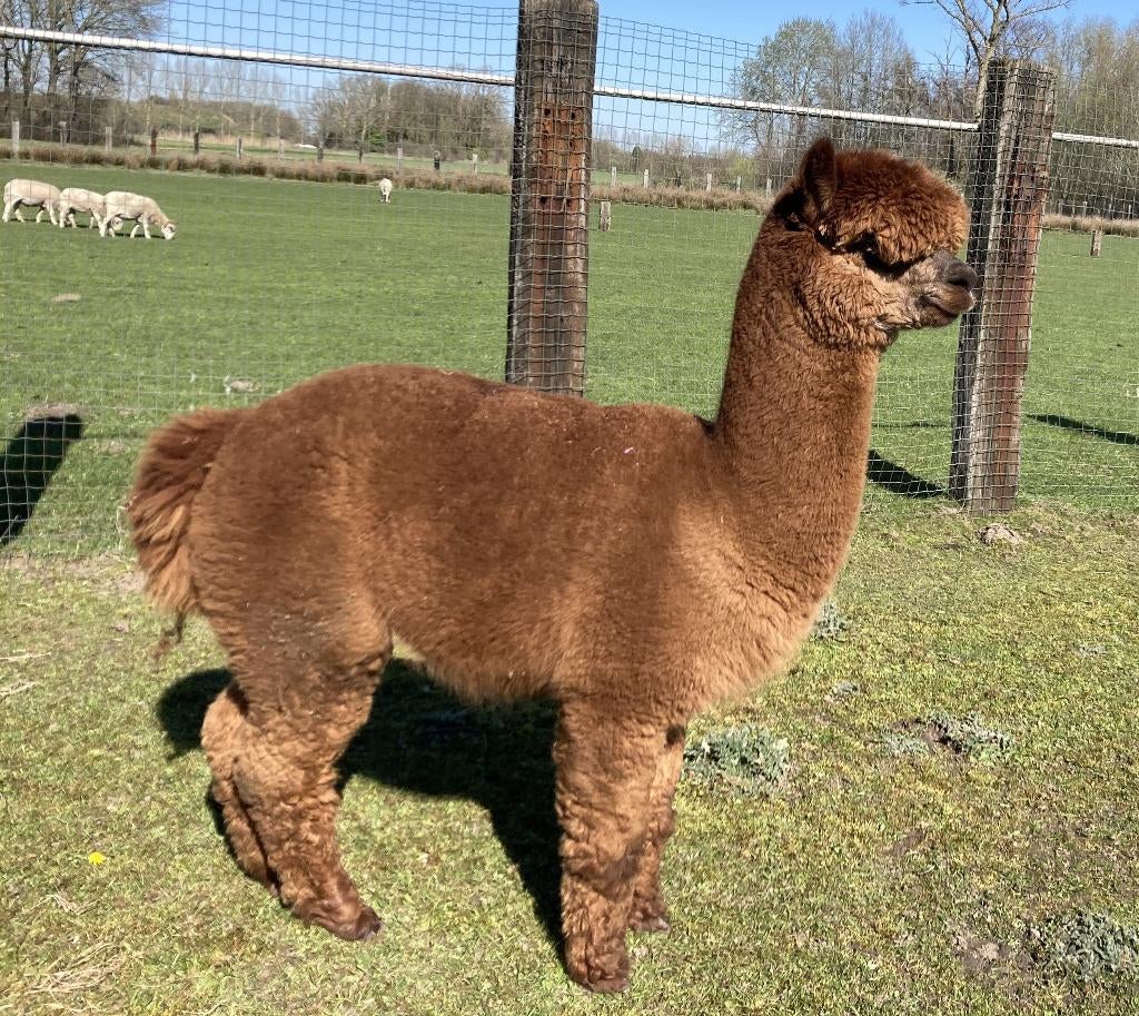 bruine hengst met goede stamboom, Animaux & Accessoires, Moutons, Chèvres & Cochons, Mâle, 3 à 5 ans