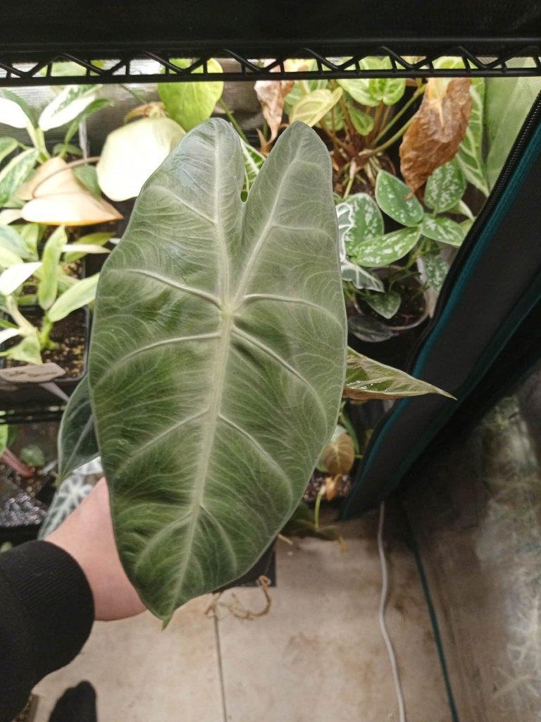 Alocasia Pink dragon, Autres espèces, En pot, Moins de 100 cm, Enlèvement