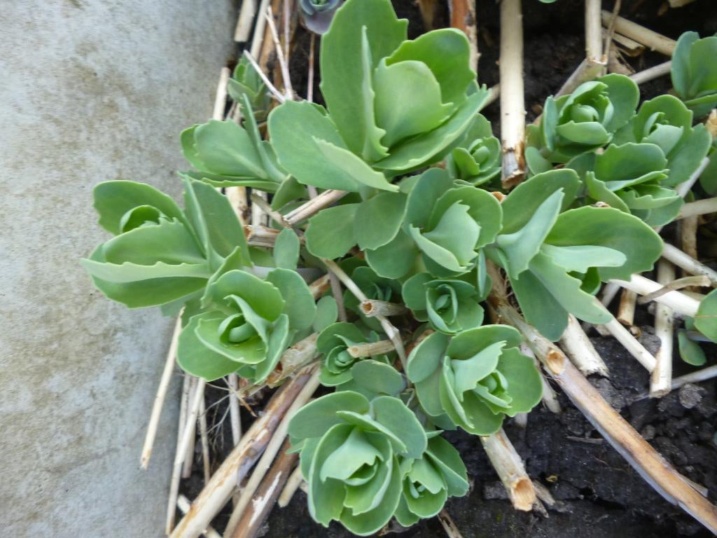 vaste planten, Tuin en Terras, Ophalen