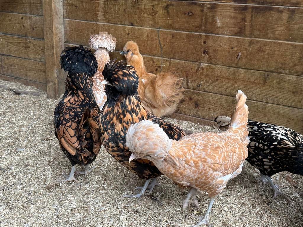 Padua , hollandse baardkuifhoen