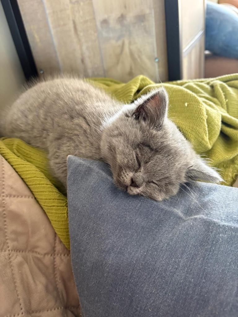 2 Britse kortharen - gratis, Avec pedigree