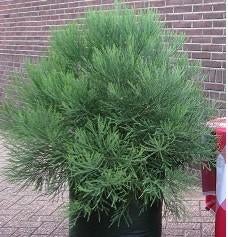 1 meter Giant Sequoia / Mammoet bomen, Bloeit niet, Overige soorten, 100 tot 250 cm, Ophalen