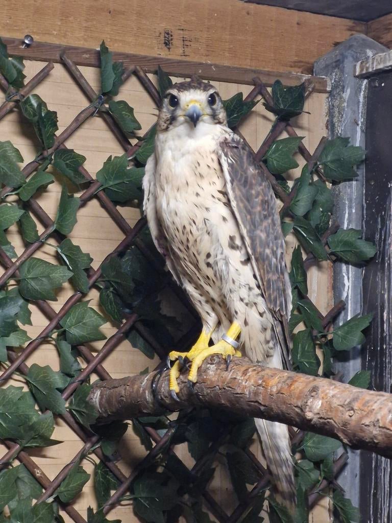 Saker valk tatsel.  Roofvogel, Mannelijk, Roofvogel, Geringd