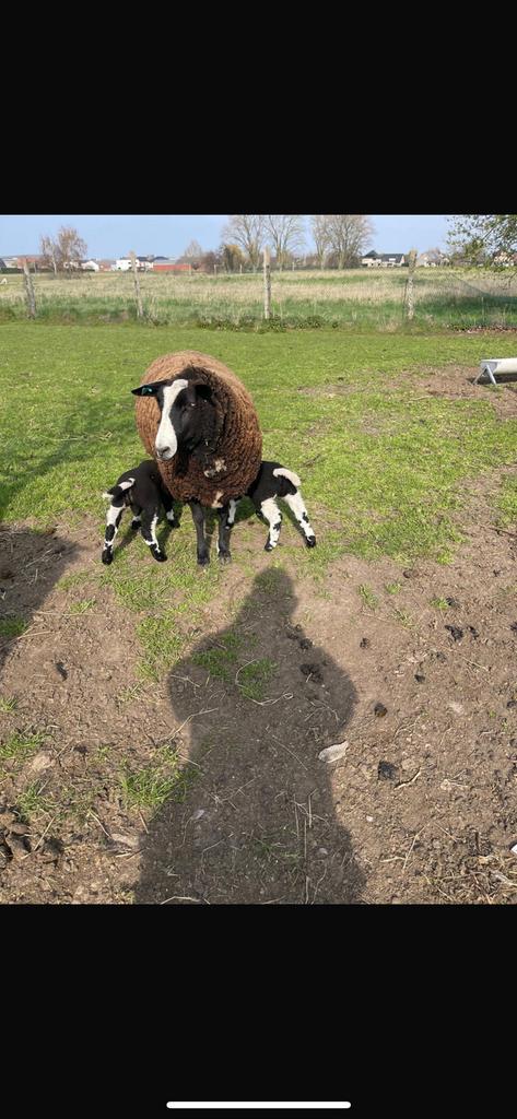 Zwartbles 1boklam 1ooilam