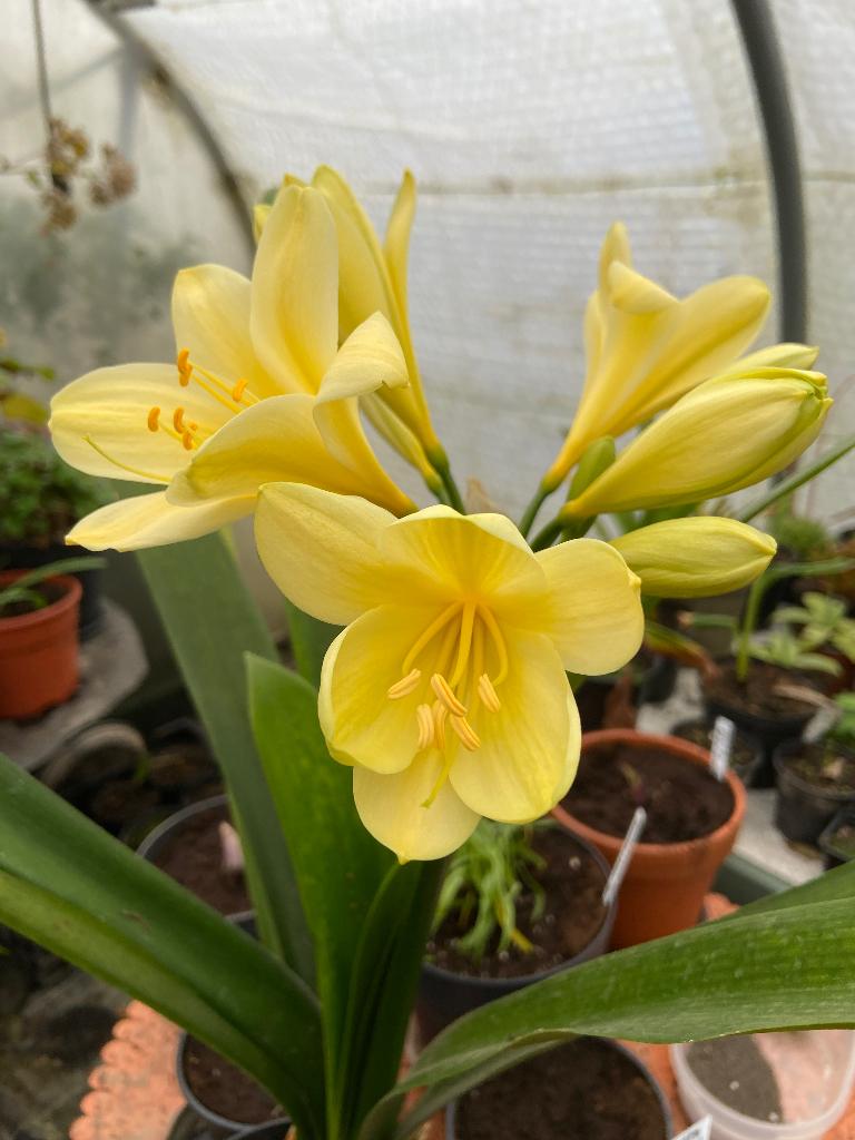 Clivia, Ophalen, Overige soorten, Halfschaduw, In pot