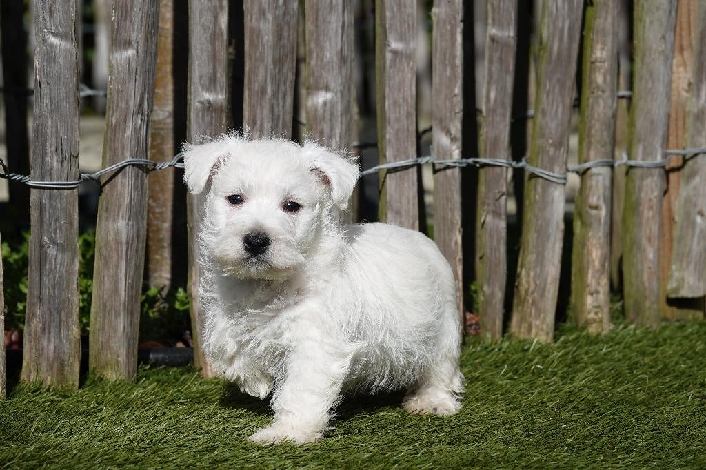 Prachtige West Highland White Terriër (Westie) met stamboom, Parvo, België, Overige rassen, 8 tot 15 weken