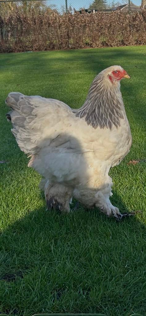 Brahma Columbia kippen wit/blauw, Dieren en Toebehoren