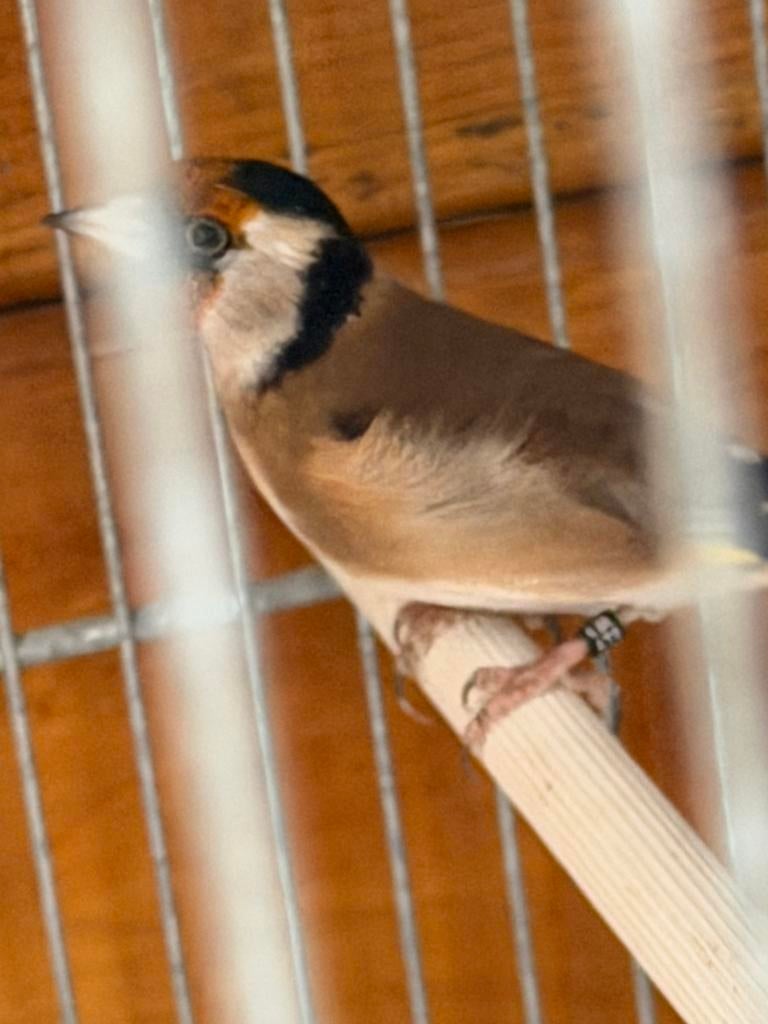 Chardonnerets – mâles et femelles bagués – vente ou échange, Animaux & Accessoires, Femelle