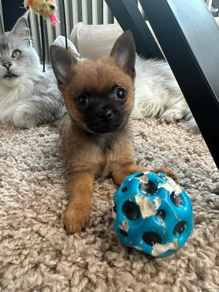 Mini pomeranian Chihuahua puppy Pomchi reutje, Dieren en Toebehoren, Honden | Chihuahua's en Gezelschapshonden, Reu, Chihuahua