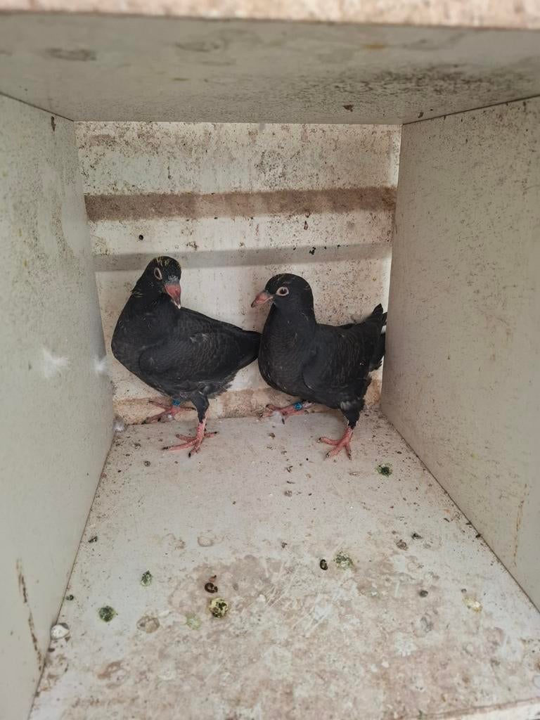 Twee jonge vliegtuigen 2026, Dieren en Toebehoren, Geslacht onbekend, Postduif