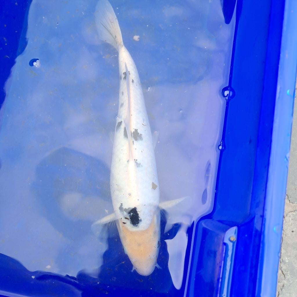 Japanse koi, Karper of Koi