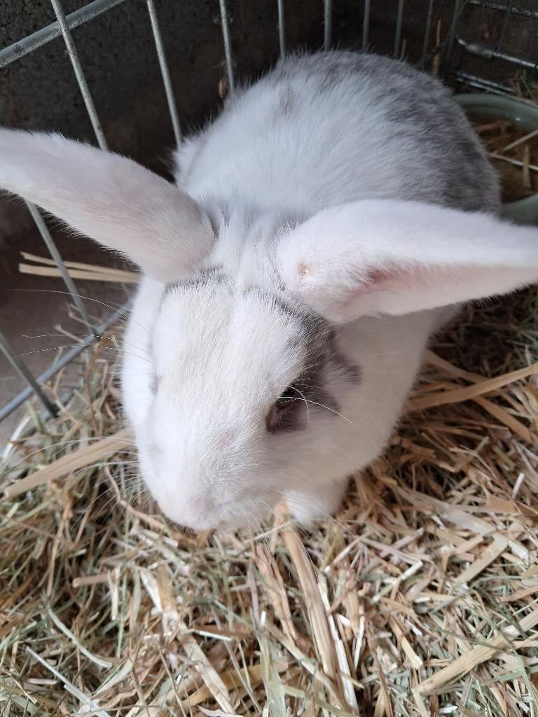 Dwergkonijn, Dieren en Toebehoren, Mannelijk, Dwerg, 0 tot 2 jaar