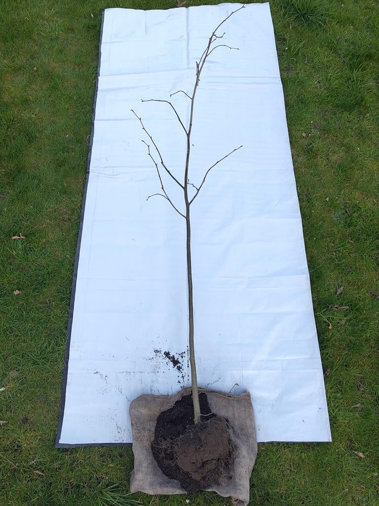 Amerikaanse linde - Tilia americana, Ophalen