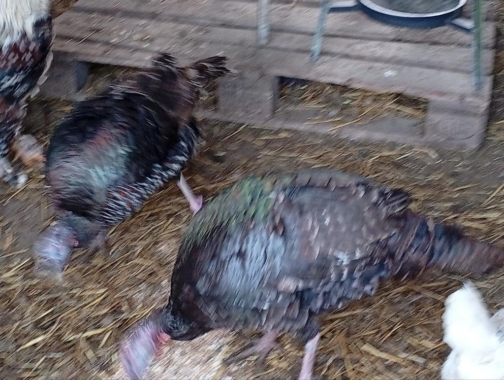 2 kalkoen hennen, Dieren en Toebehoren, Pluimvee