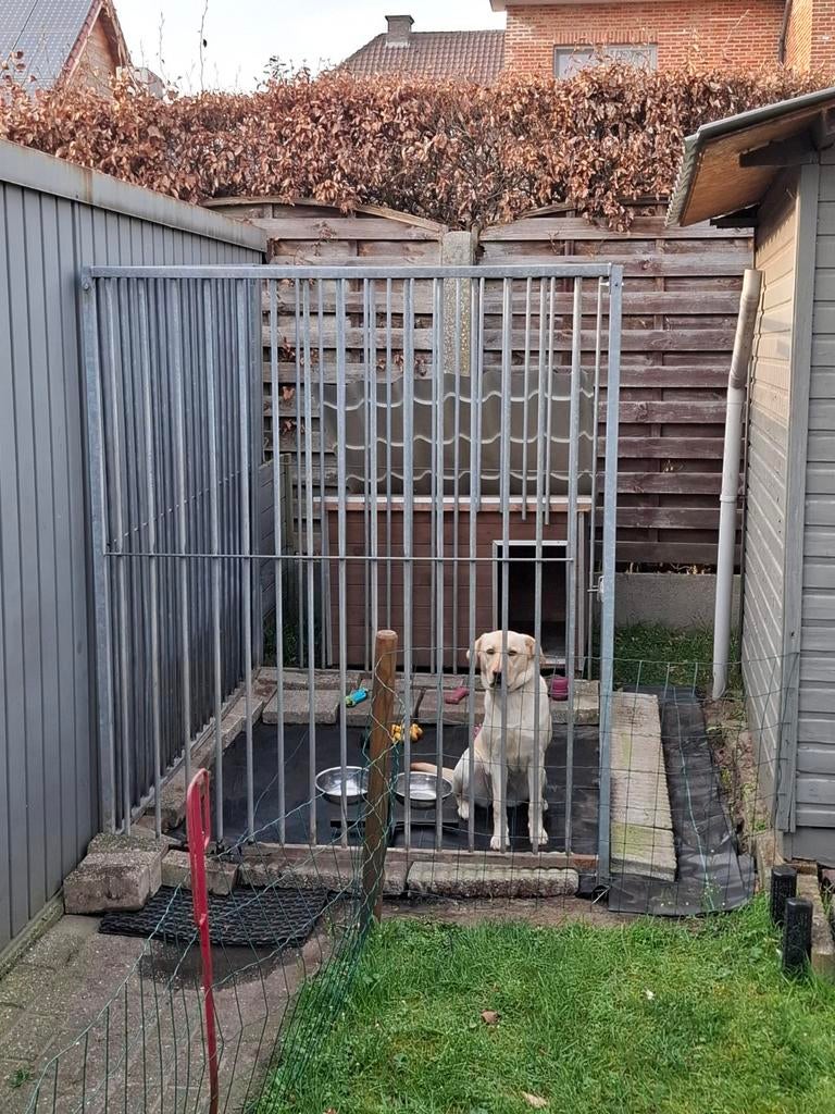 Labrador te koop wegens omstandigheden!, Dieren en Toebehoren, Ophalen