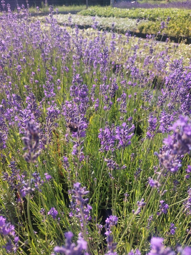 Lavendel Hidcote blue/ Munstead, Tuin en Terras, Planten | Tuinplanten, Ophalen, Bodembedekkers, Volle zon, Vaste plant