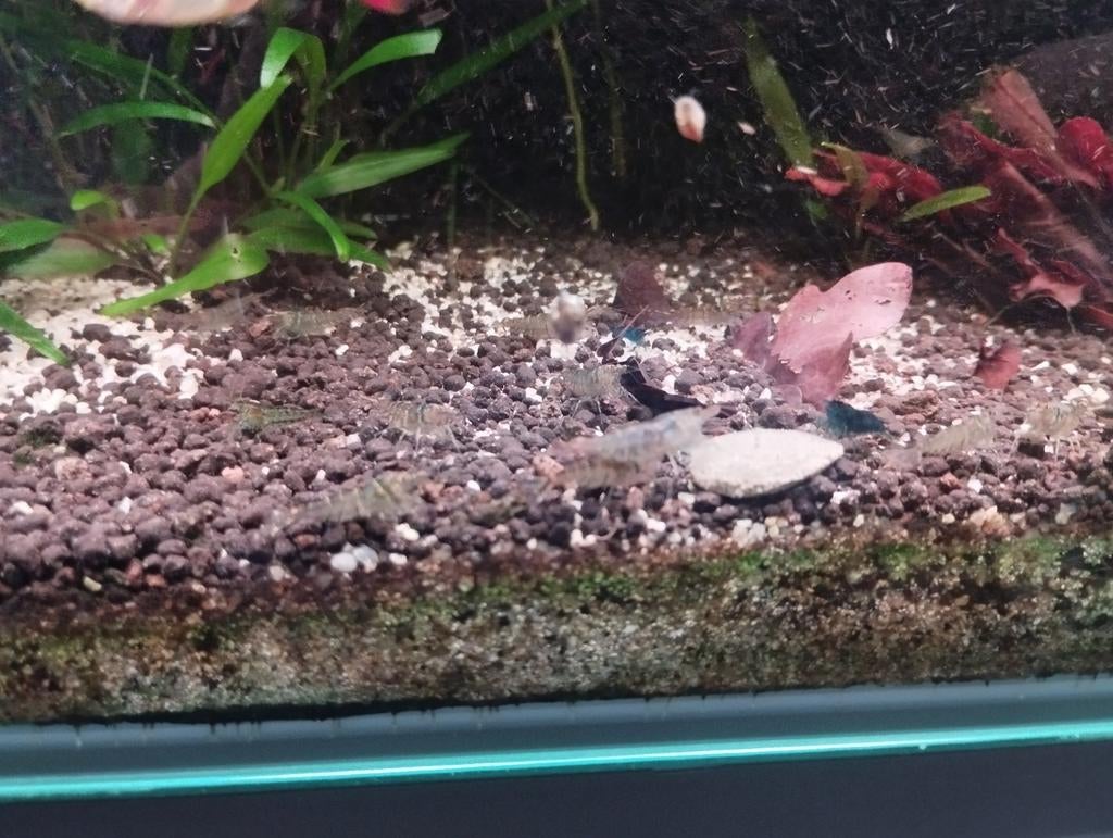 Mix Neocaridina garnalen, Dieren en Toebehoren