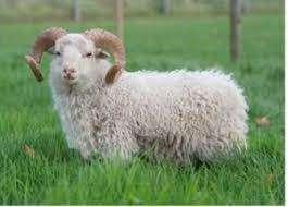 Quessant, Soay, Béliers camerounais recherchés, Animaux & Accessoires, Moutons, Chèvres & Cochons