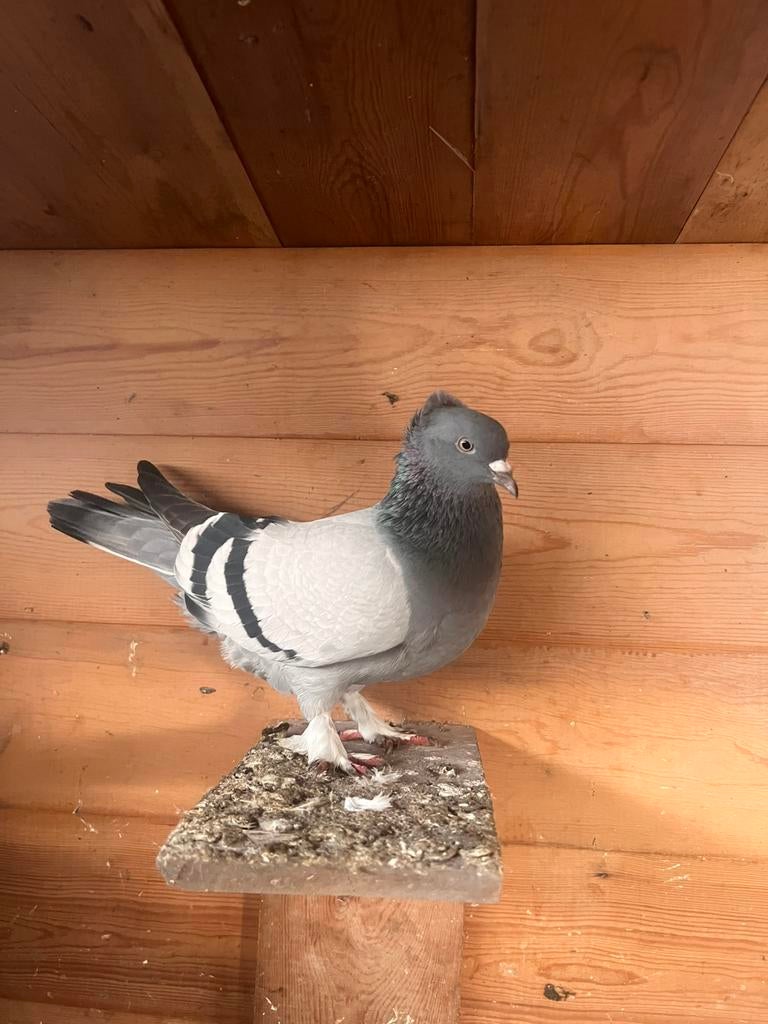 Takla duif vrouwelijk, Dieren en Toebehoren, Vrouwelijk