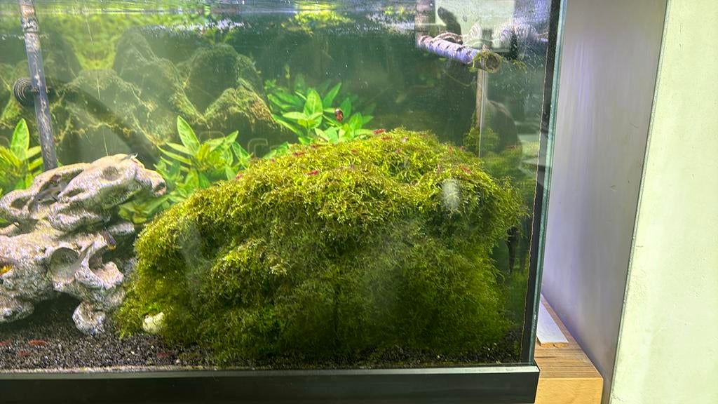 Javamos, Dieren en Toebehoren, Ophalen, Zo goed als nieuw