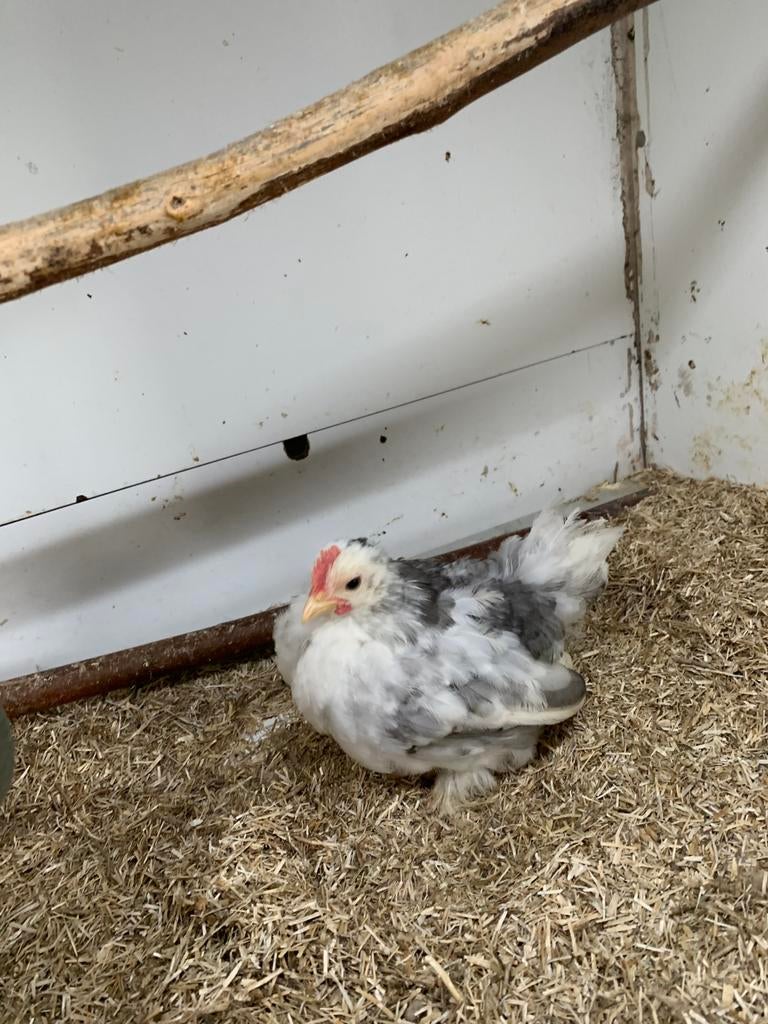 Moniatuur cochin/serama haantje, heel  klein !