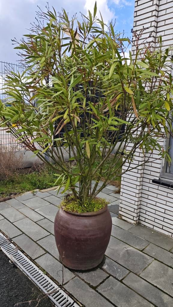 pot avec laurier rose et olivier, Jardin & Terrasse, Enlèvement