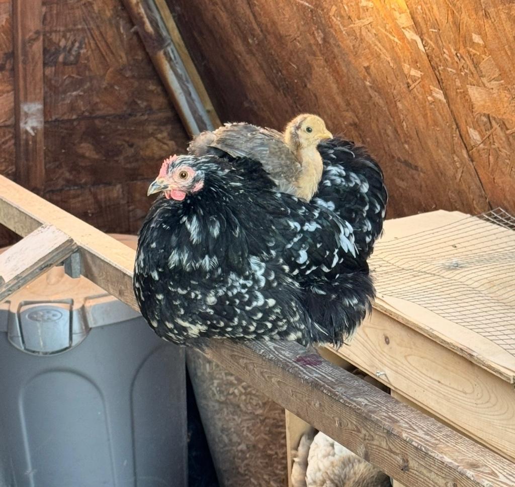 Oeufs fécondé poule pékin, Sexe inconnu, Poule ou poulet