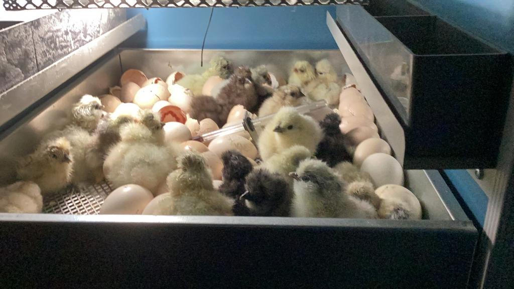 Broedeitjes en USA zijdehoen kuikens, Dieren en Toebehoren, Pluimvee, Geslacht onbekend, Kip