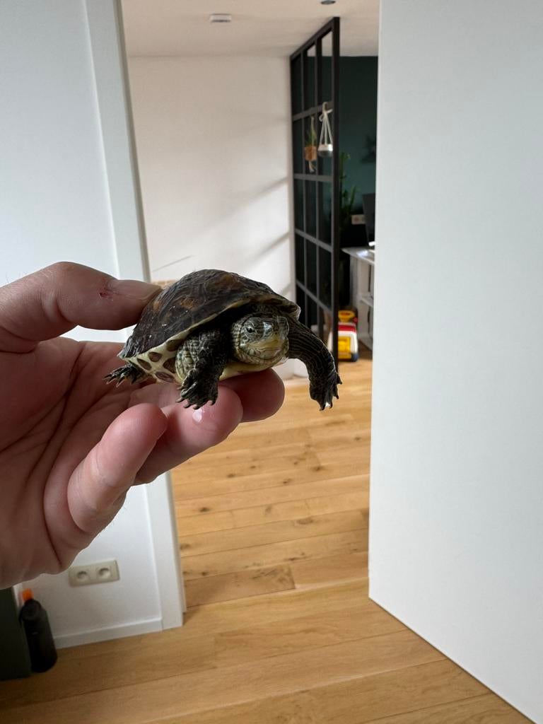 Tortue, Animaux & Accessoires, Enlèvement