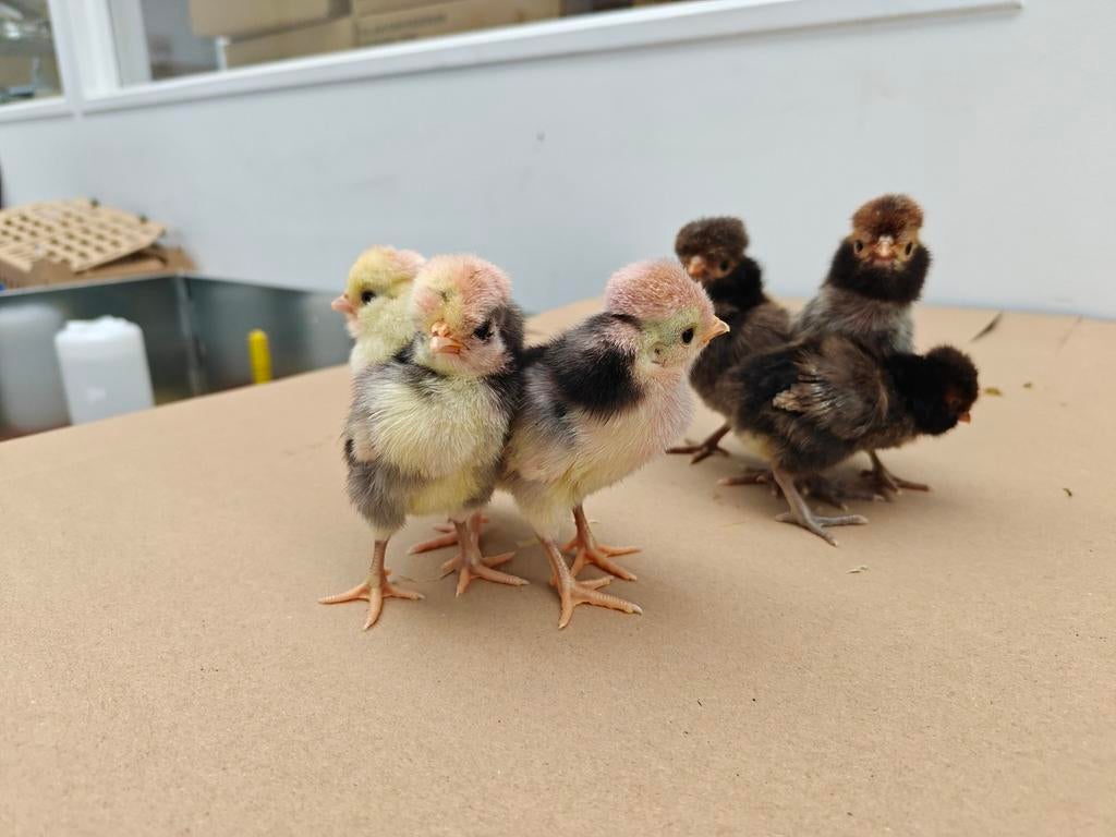 Kuikens raskippen en loopeendjes