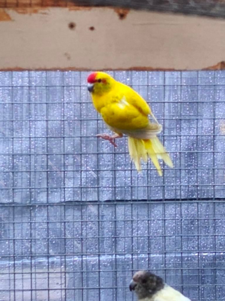 Kakariki man gevraagd