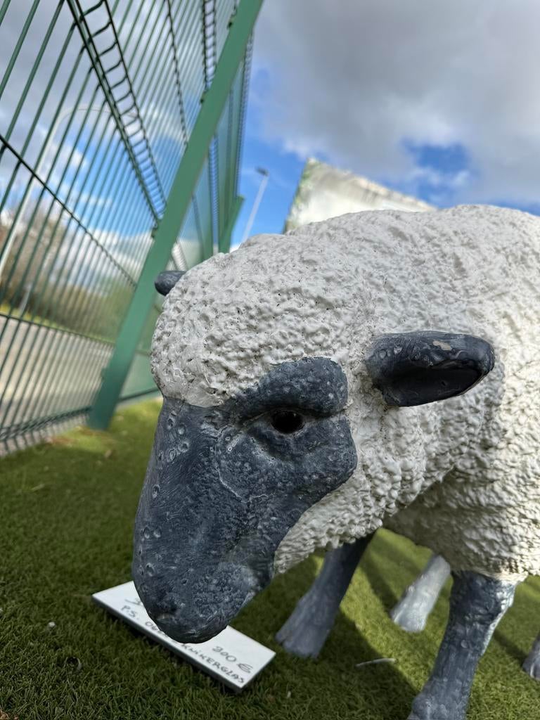Schaap met prachtige ogen in glas,ware grote, Ophalen of Verzenden, Zo goed als nieuw