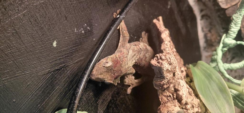 0.1 mniar chahoua gecko met terrarium, Dieren en Toebehoren, Reptielen en Amfibieën