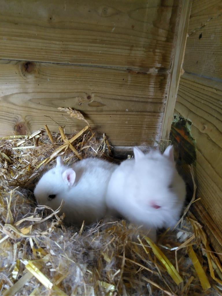 Kleurdwerg konijntje.... Pooltje., Dieren en Toebehoren, Konijnen, Klein