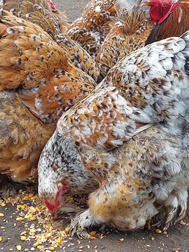 Broedeieren brahma porselein, Sexe inconnu, Poule ou poulet